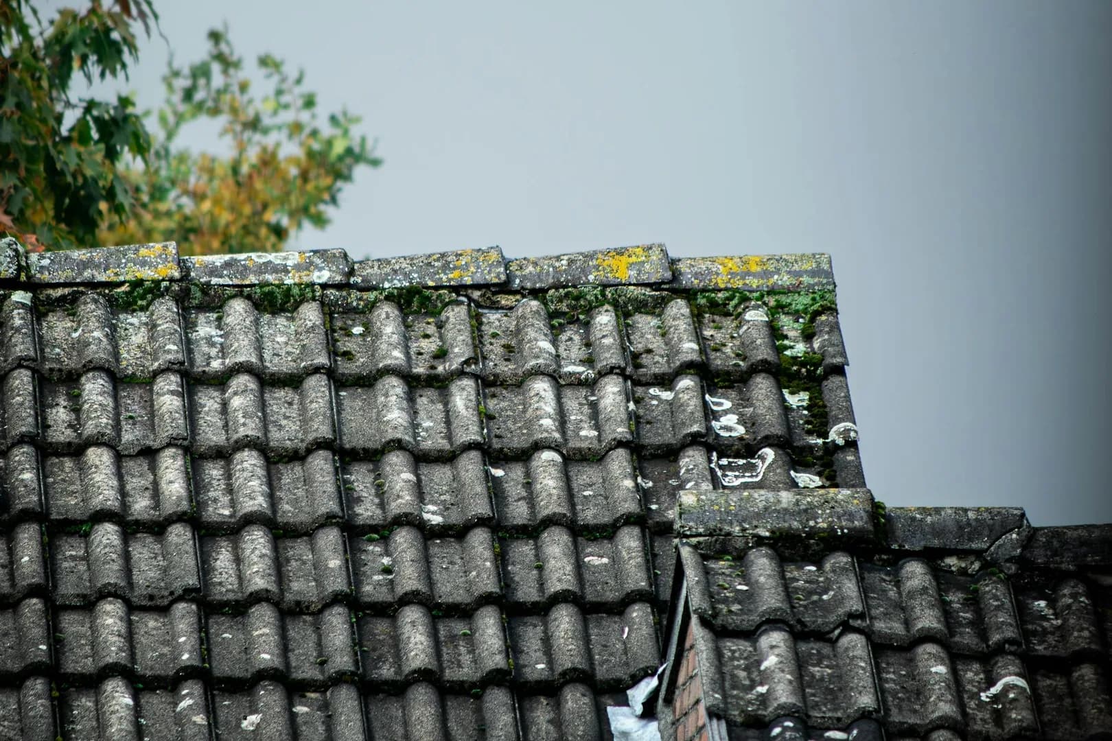 Mousses et lichens sur toiture : traitement, prevention et entretien