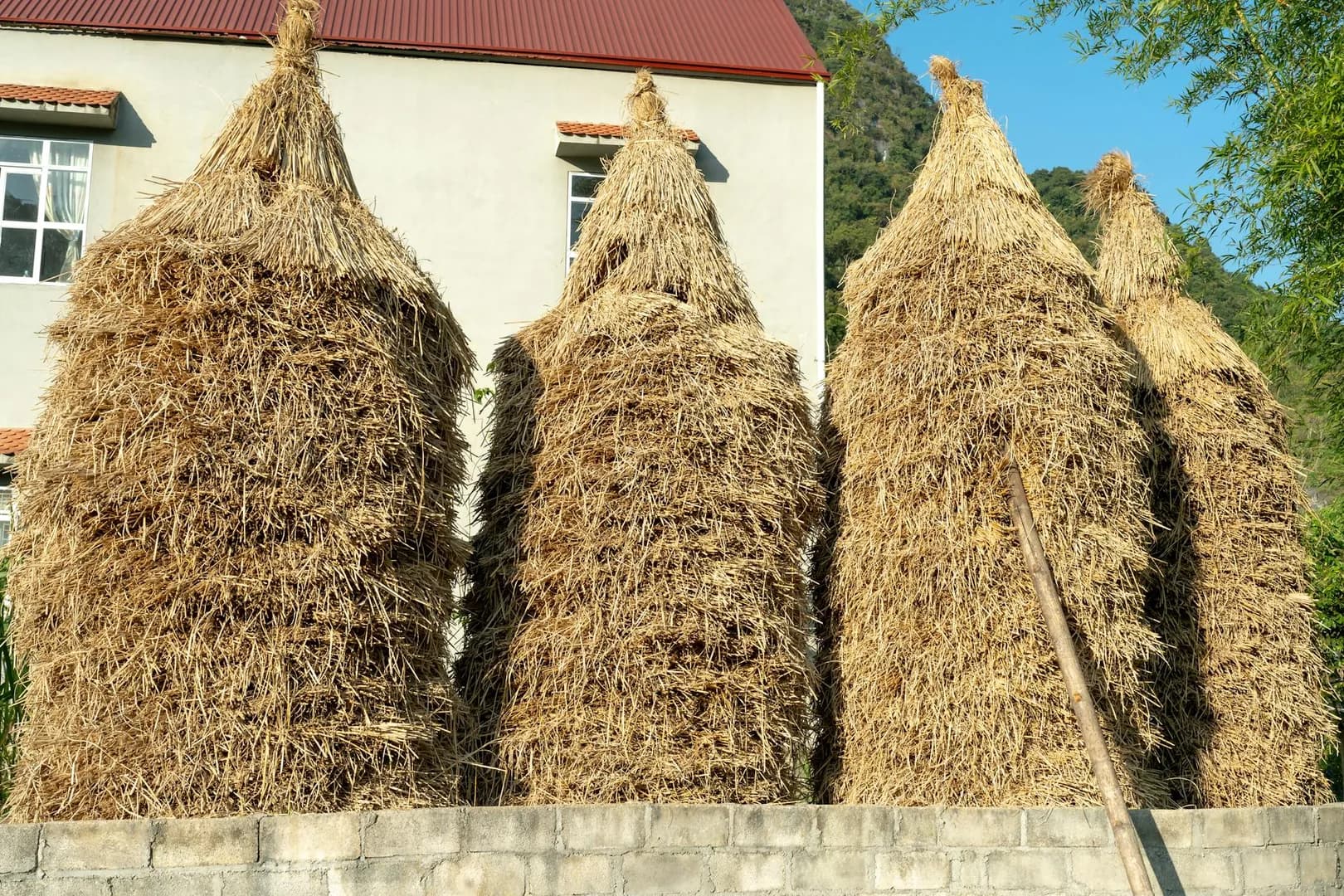 Construction en paille : performances, reglementation et filiere en France